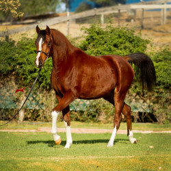 2019 sedona always v oct h3h0812