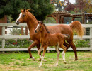 b2018 sweet klassique and sedona always v h3h8652