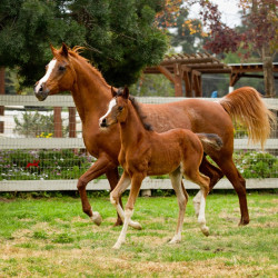 b2018 sweet klassique and sedona always v h3h8652