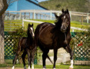 sweet silk andcolt h3h4350