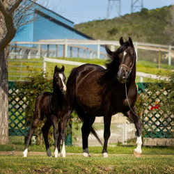 sweet silk andcolt h3h4350