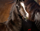 sweet silk andcolt h3h4503