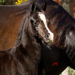 sweet silk andcolt h3h4503