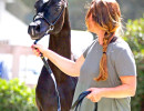 2017sir blackjack mac v arabian breeders foal show