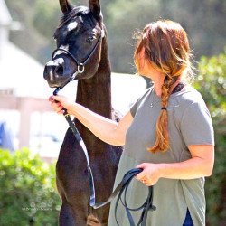 2017sir blackjack mac v arabian breeders foal show