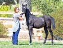 2017sir blackjack mac v arabian breeders foal show