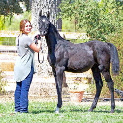 2017sir blackjack mac v arabian breeders foal show