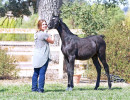 2017sir blackjack mac v arabian breeders foal show