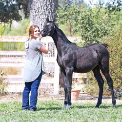 2017sir blackjack mac v arabian breeders foal show