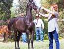 2017sir blackjack mac v arabian breeders foal show