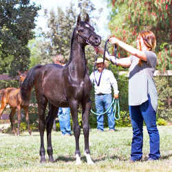2017sir blackjack mac v arabian breeders foal show