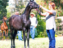 2017sir blackjack mac v arabian breeders foal show