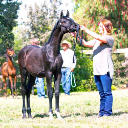 2017sir blackjack mac v arabian breeders foal show