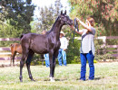 2017sir blackjack mac v arabian breeders foal show