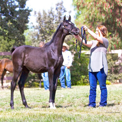 2017sir blackjack mac v arabian breeders foal show