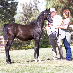 2017sir blackjack mac v arabian breeders foal show