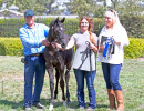2017sir blackjack mac v arabian breeders foal show