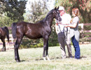 2017sir blackjack mac v arabian breeders foal show21463400