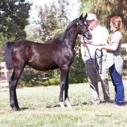 2017sir blackjack mac v arabian breeders foal show21463400