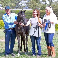 2017sir blackjack mac v arabian breeders foal show21559021