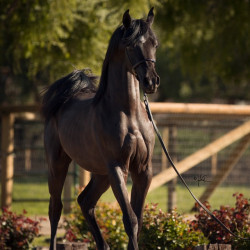 2018april sir blackjack mac v x5