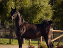 2018april sir blackjack mac v x5