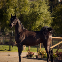 2018april sir blackjack mac v x5