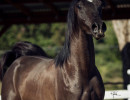 2018april sir blackjack mac v x5