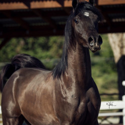 2018april sir blackjack mac v x5