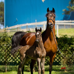 satine ia and mmv colt h3h5978