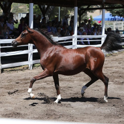 2018 sir valentino vww1