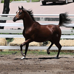 2018 sir valentino vww2