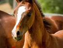 sabiine audacious colt h3h4736