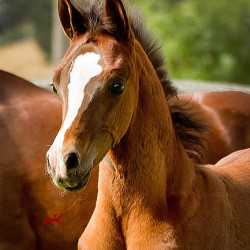 sabiine audacious colt h3h4736