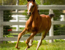 sabiine audacious colt h3h4881