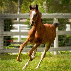 sabiine audacious colt h3h4881
