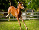 sabiine colt h3h4651