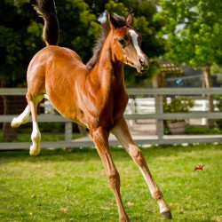 sabiine colt h3h4651
