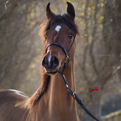 2018 starlight juell v h3h2056