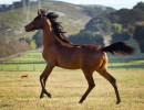 2018 starlight juell v h3h2118