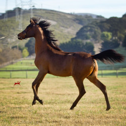 2018 starlight juell v h3h2118