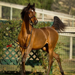 2018 starlight juell v h3h2365