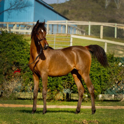 2018 starlight juell v h3h2409