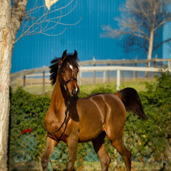 2018 starlight juell v h3h2421