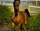 2018 starlight juell v h3h2457