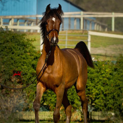 2018 starlight juell v h3h2457