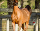 2018 starlight juell v h3h2493
