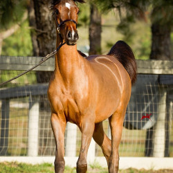 2018 starlight juell v h3h2493