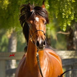 2018 starlight juell v july h3h5191