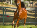 2018 starlight juell v july h3h5210